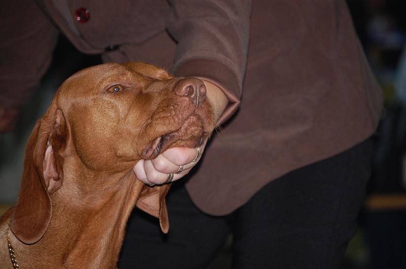 Canine Cool Boy - BOB - V.JPG - Canine Cool Boy - V1,CAC,CACIB,Evropský vítěz,BOB (šampionů)